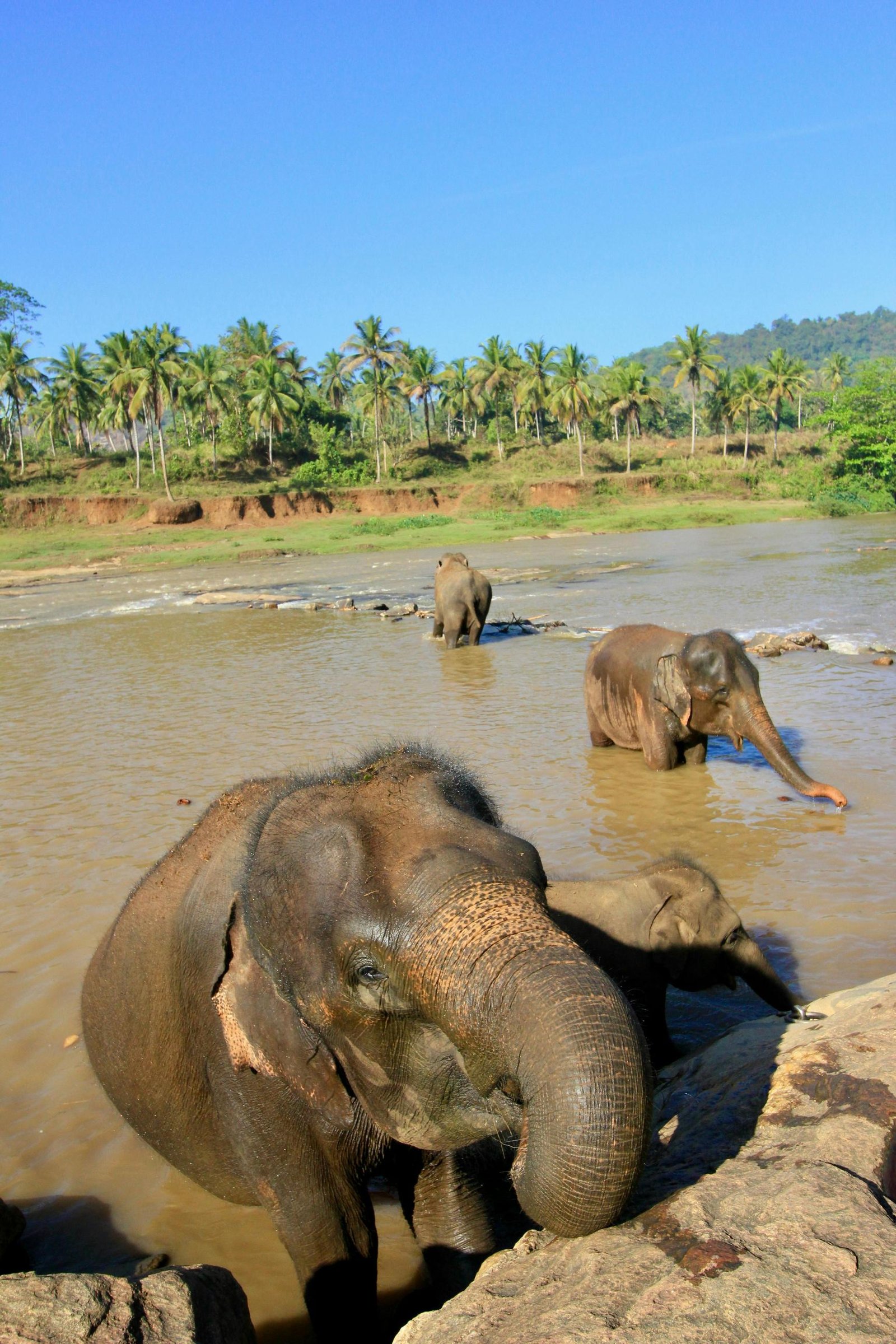 Pinnawala